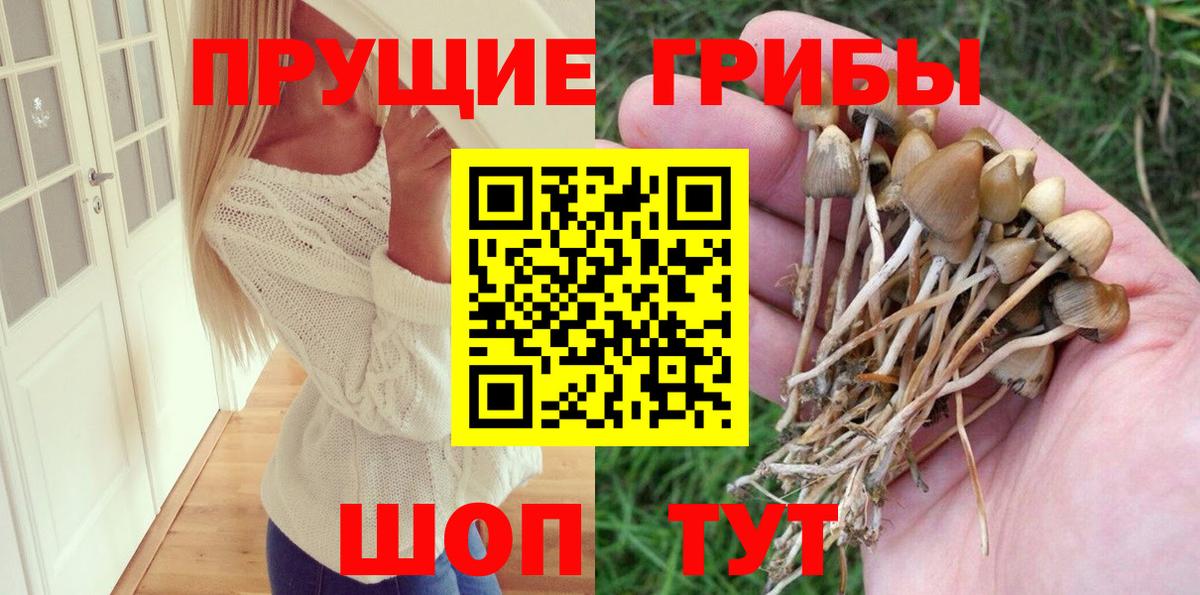 Семёнов  Галлюциногенные грибы Psilocybine cubensis  Галлюциногенные грибы Cubensis  Вход с VPN 
